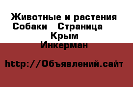 Животные и растения Собаки - Страница 2 . Крым,Инкерман